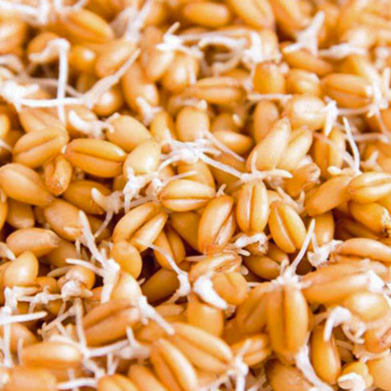Alteya Organics Certified Organic Wheat Germ Oil