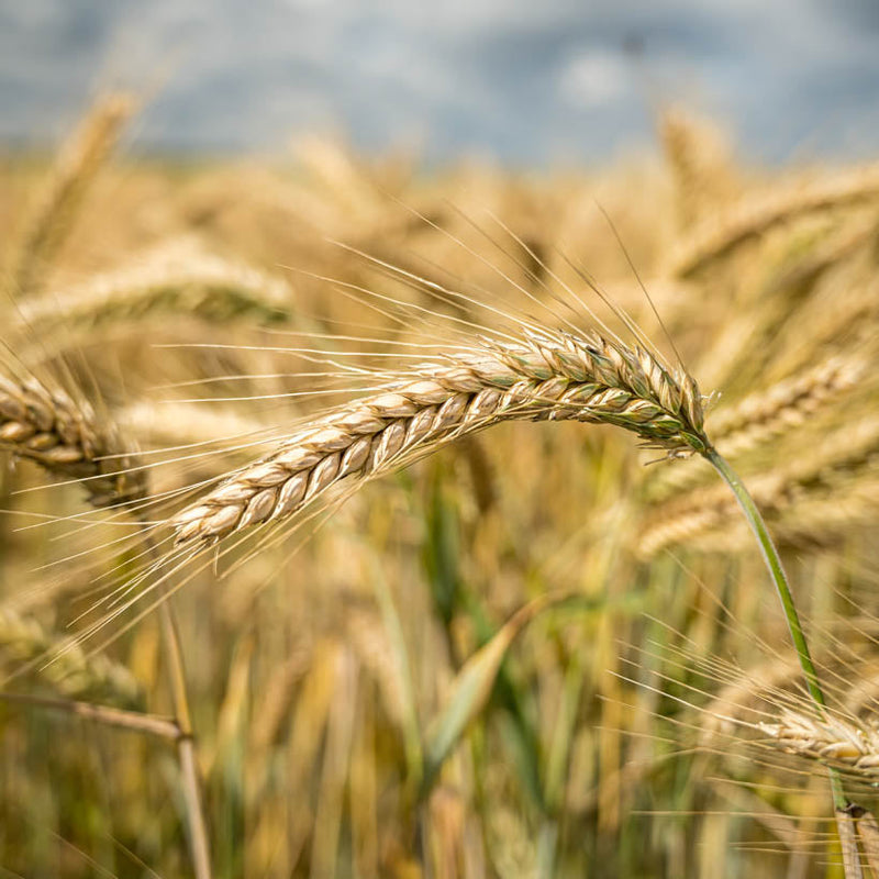 Alteya Organics Certified Organic Wheat Germ Oil