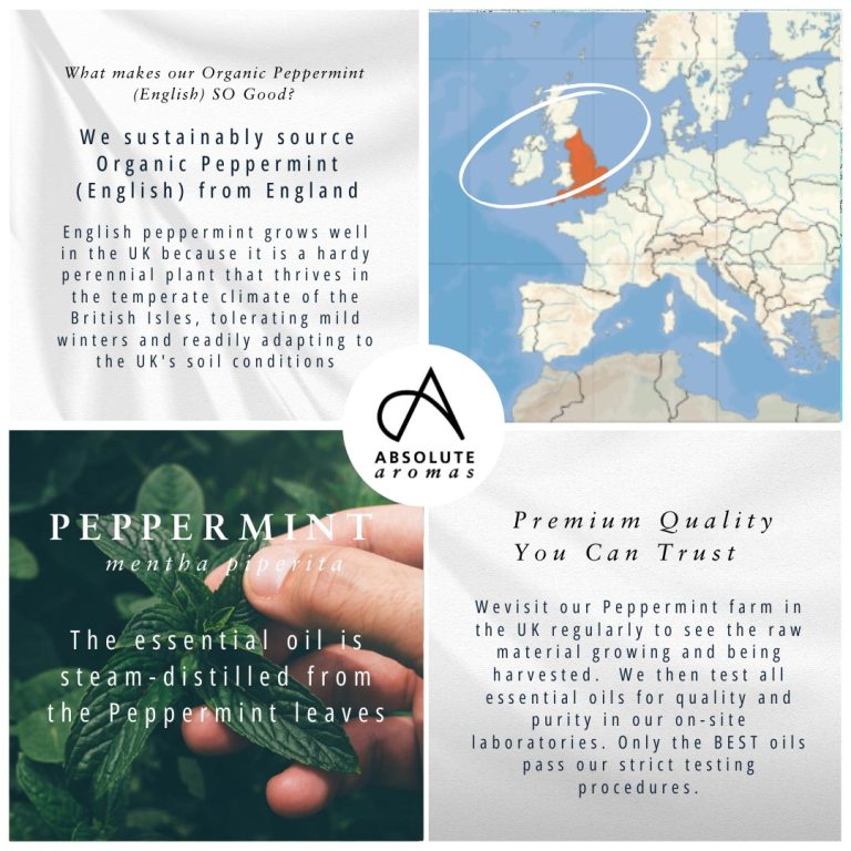 Absolute Aromas Organic Peppermint Essential Oil (English)