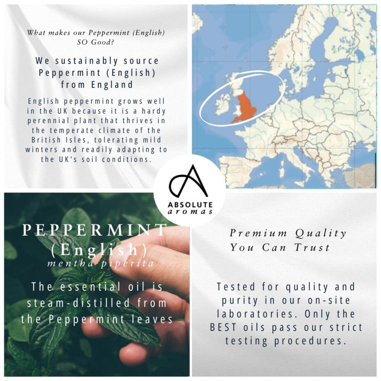 Absolute Aromas Peppermint (English) Essential Oil