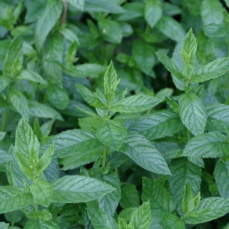 Absolute Aromas Peppermint (English) Essential Oil