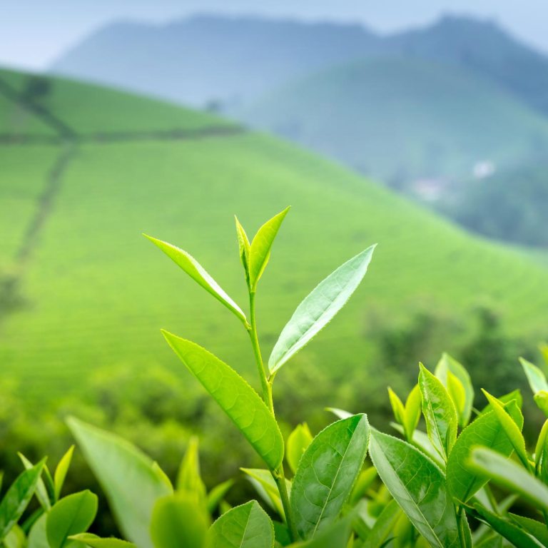 Absolute Aromas Prevention Essential Blend