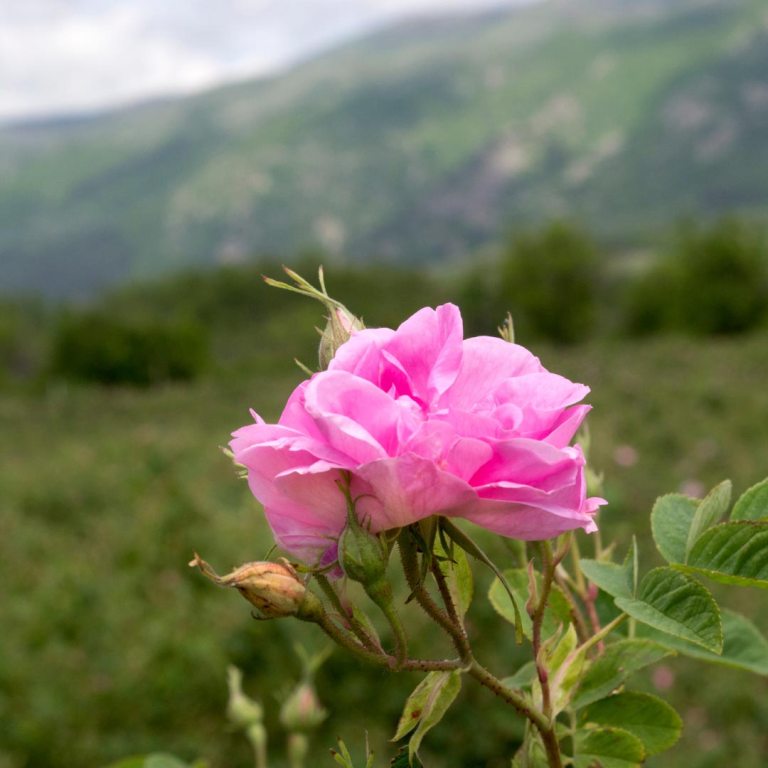Absolute Aromas Rose Absolute