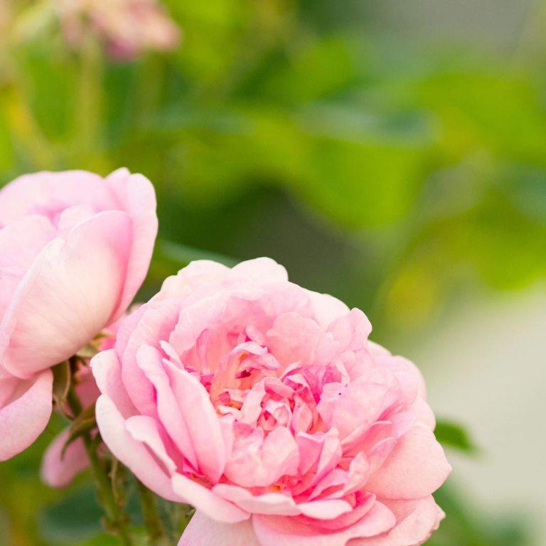Absolute Aromas Rose Absolute 5% Dilution