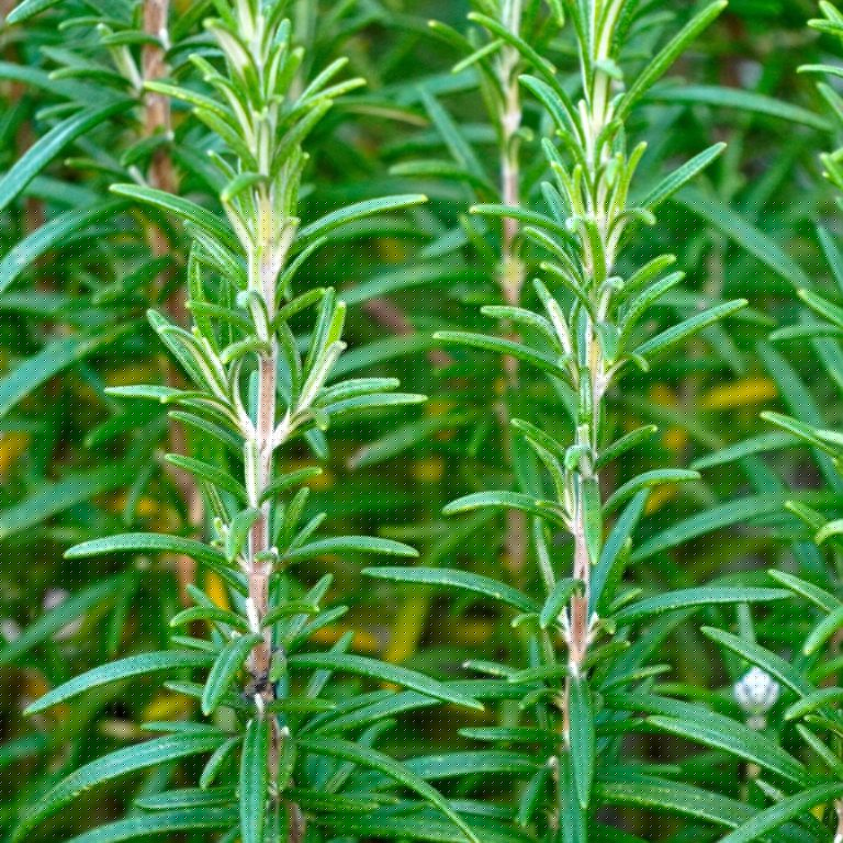Absolute Aromas Rosemary Essential Oil