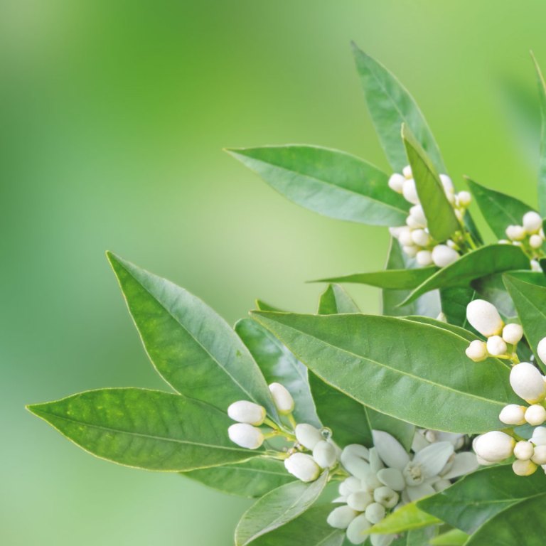 Absolute Aromas Soothe Natural Room Spray