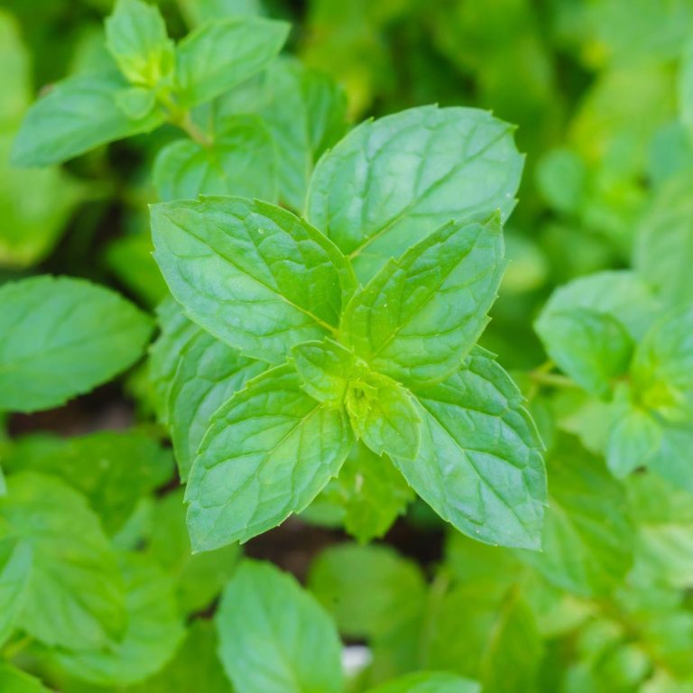 Absolute Aromas Spearmint Essential Oil