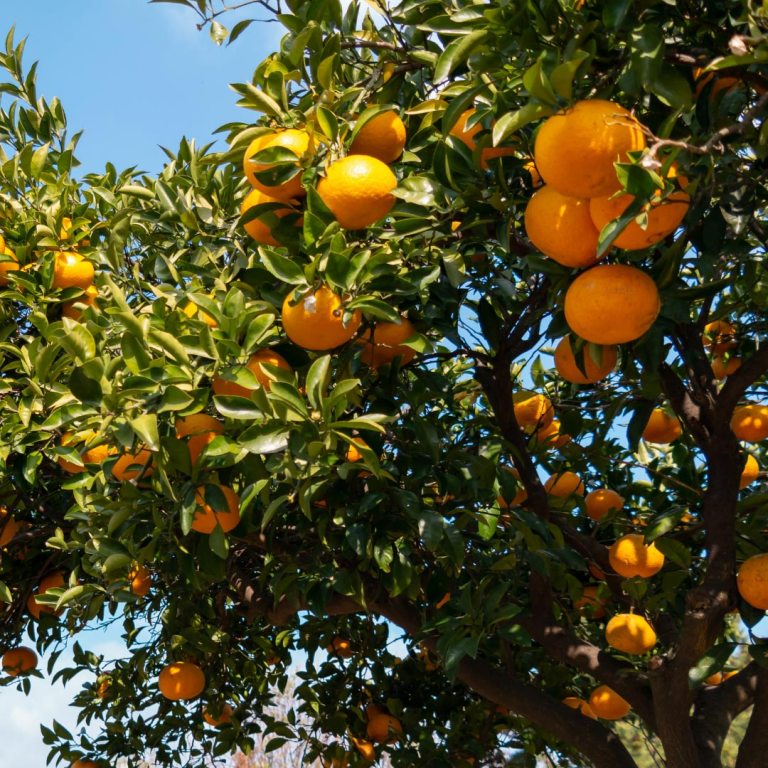 Absolute Aromas Tangerine Essential Oil