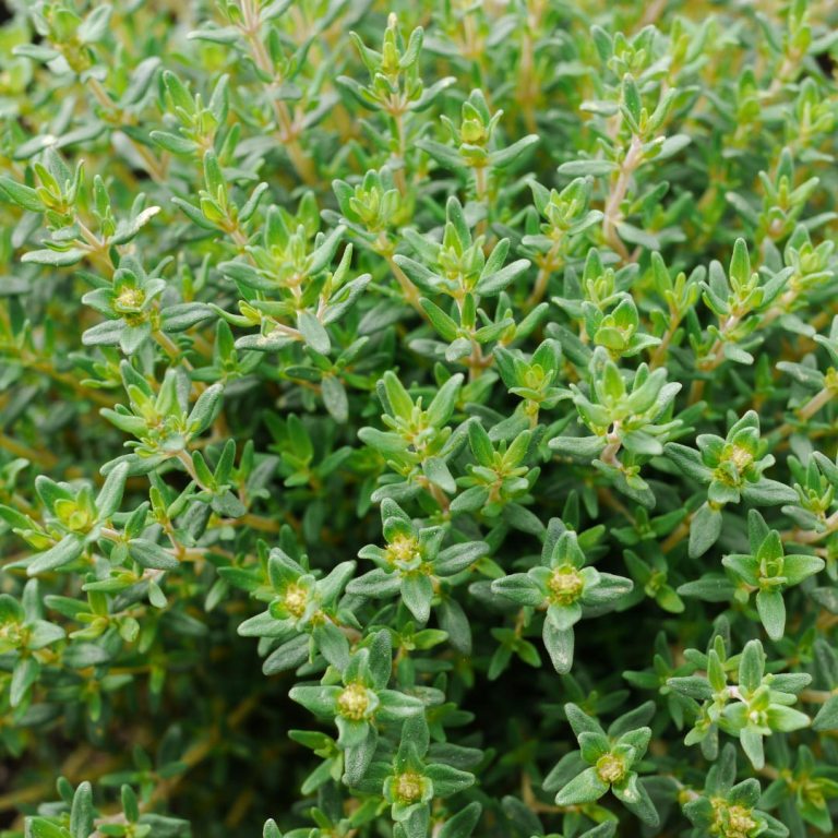 Absolute Aromas Thyme, Sweet (ct Linalool)