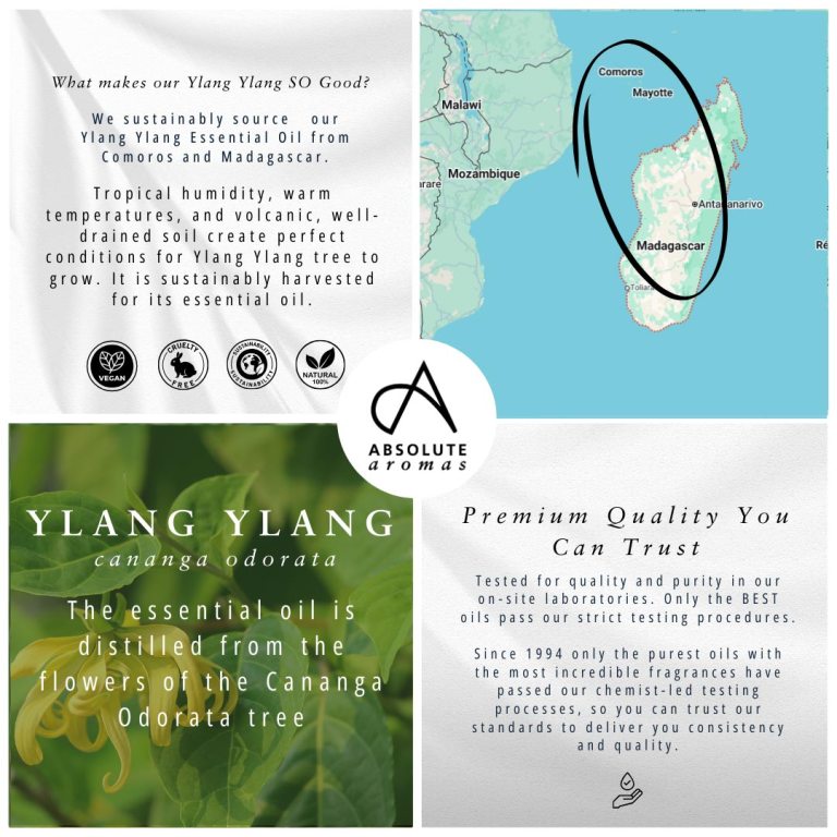 Absolute Aromas Ylang Ylang Essential Oil