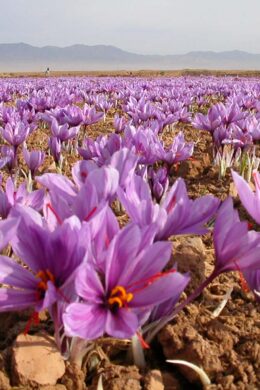 saffron flower plantation on a field